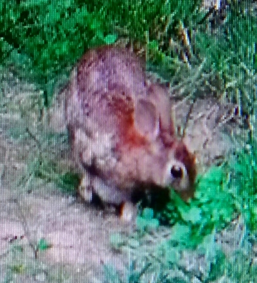 One of my bunnies, of two families (picture was taken through a screen)